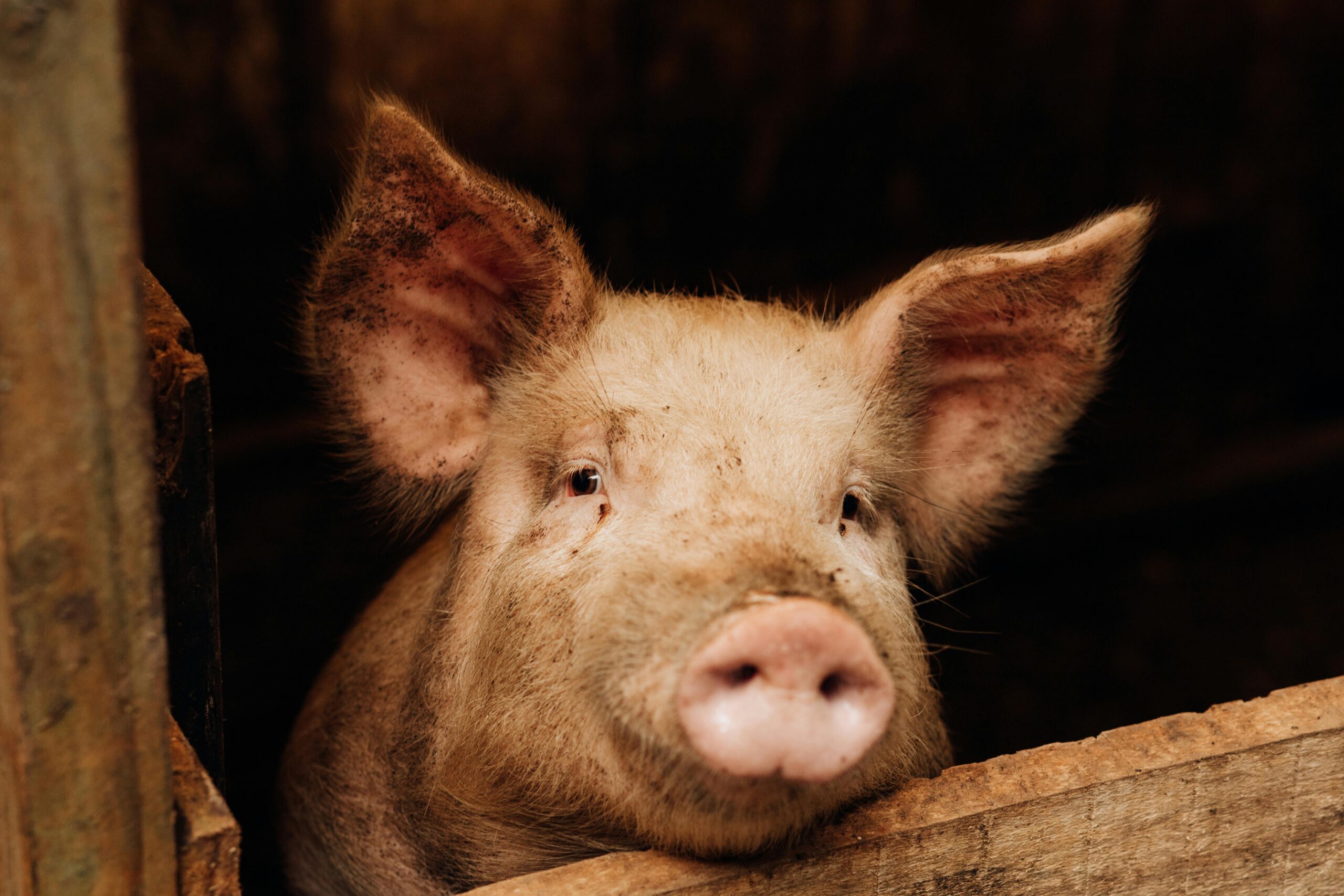 pexels bruna fossile 183845208 27557662